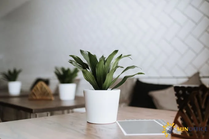 Cây cảnh để bàn làm việc mang lại may mắn cho chủ nhân