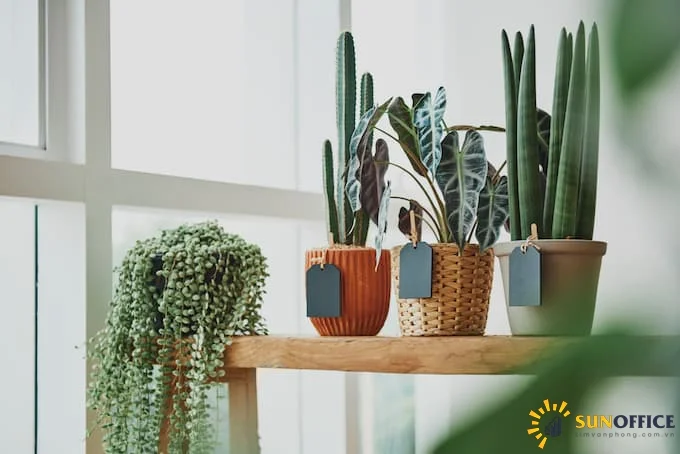 Cần phải tính toán lựa chọn những loại cây phù hợp trong văn phòng